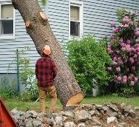 Beaver Tree Services Whanganui image 4